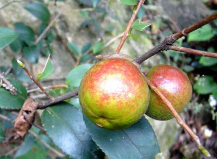 油茶树