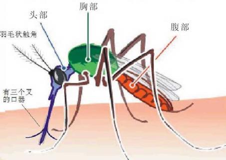 蚊子图片