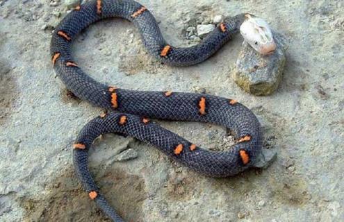 喜玛拉雅白头蛇图片 喜马拉雅山白头蛇