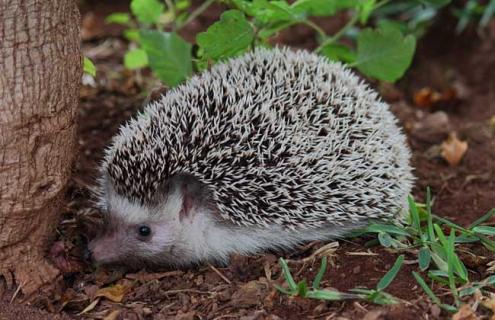 刺猬的刺有毒吗