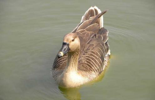 大雁会游泳吗