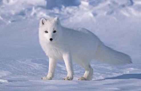 北极狐图片（天蓝北极狐图片）