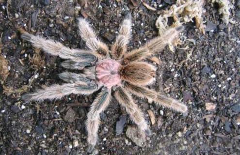 火玫瑰蜘蛛寿命是多长