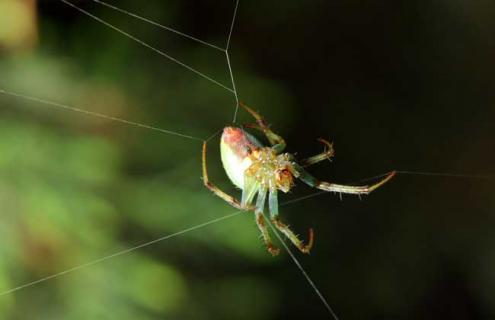 蜘蛛结网方法 蜘蛛结网有几个步骤