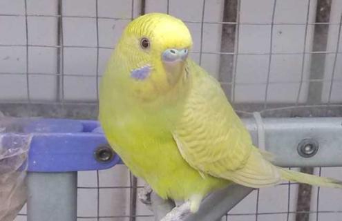 虎皮鹦鹉说话训练