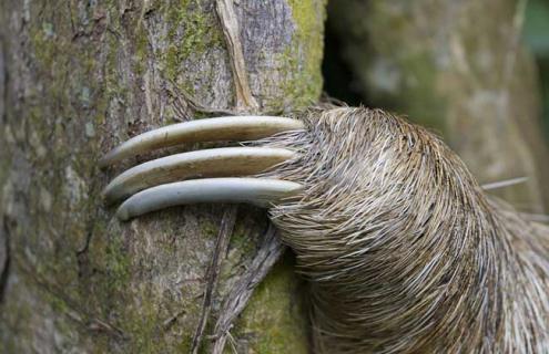 树懒为什么这么慢