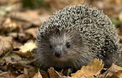 养殖刺猬赚钱吗