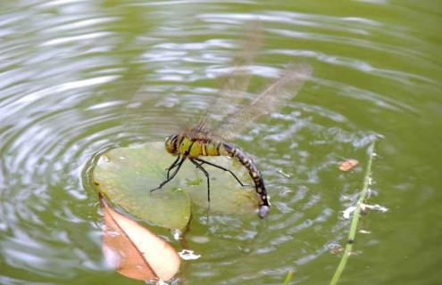 蜻蜓点水是为了什么 蜻蜓点水是为了什么产卵
