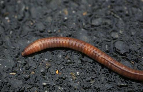 蚯蚓为什么断了还能活