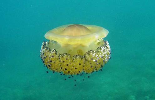 蛋黄水母