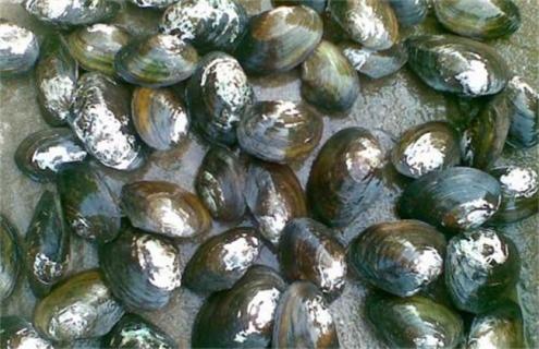 河蚌常见养殖方法（河蚌的生活环境和繁殖方式）