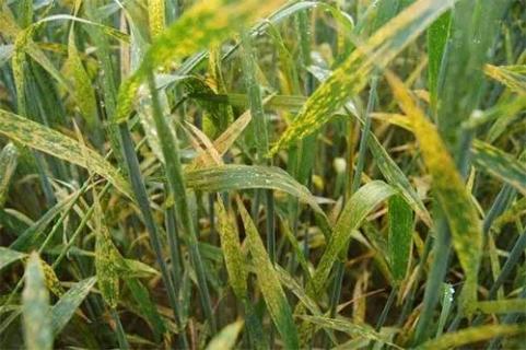多雨升温，小麦条锈病进入高发期 小麦锈病下雨影响