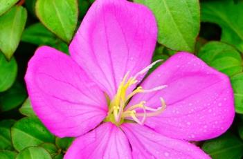 蔓性野牡丹 蔓性野牡丹生产基地