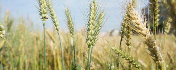 小麦宽幅播种行距 小麦播种机株距和行距是多少