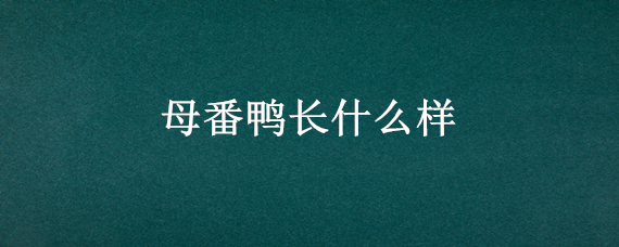 母番鸭长什么样 番鸭长大了什么样的是母