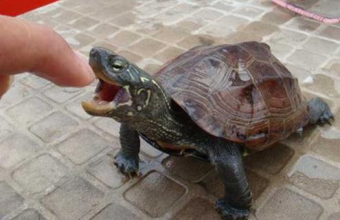 乌龟怎么分公母