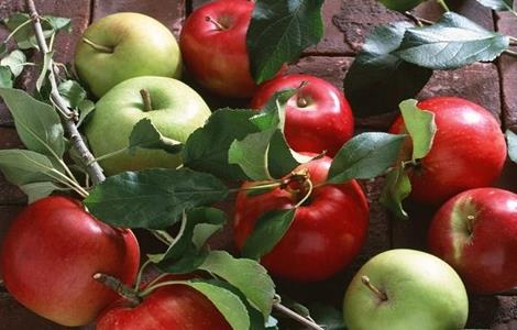 苹果套袋后的注意事项(苹果套袋后的注意事项图片)