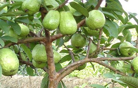 番石榴的种植方法（番石榴的种植方法和适宜气候环境）