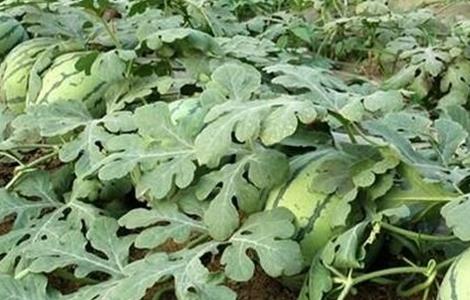 西瓜施肥的注意事项(西瓜如何追肥,有哪些注意事项)