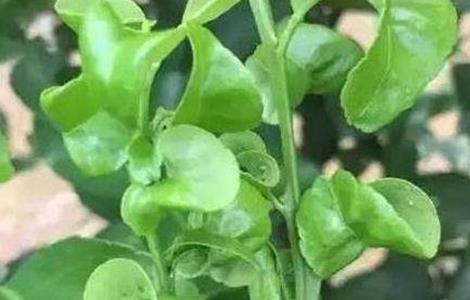 柑橘卷叶原因及解决方法(柑橘卷叶原因及解决方法视频)
