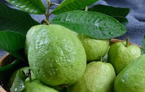 番石榴的常见病害及防治(番石榴主要病害)