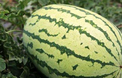 西瓜的田间管理技术 西瓜的田间管理技术有哪些