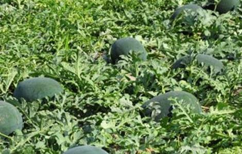 西瓜坐瓜率低的解决方法 西瓜不坐瓜是什么原因