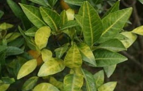 柑橘黄化的原因及解决方法 柑橘黄化怎样挽救