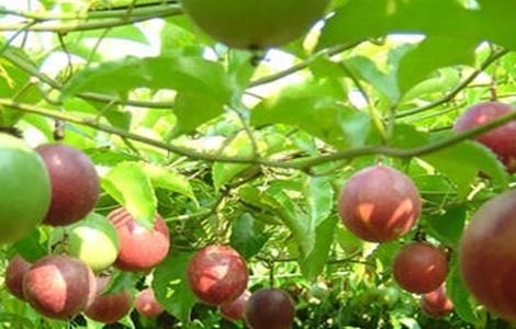 百香果如何种植才能高产（百香果最新高产种植方法）