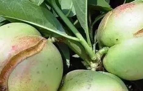 油桃裂果的原因 油桃裂果的原因有哪些