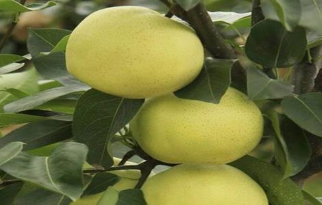 梨树座果少的解决办法（梨树坐果低的原因）
