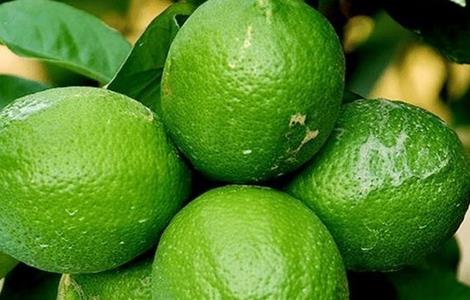 柠檬增产的方法（柠檬增产的方法是什么）