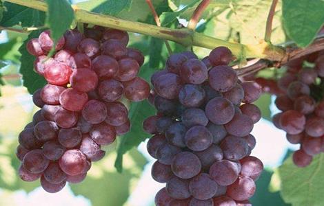 葡萄大小粒的原因及防治 葡萄大小粒的原因及克服办法
