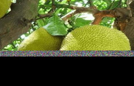 菠萝蜜的田间管理方法（菠萝蜜幼苗期管理技术）