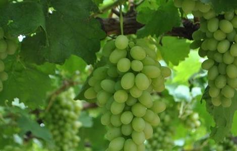 葡萄软果的原因 葡萄软果的原因是什么