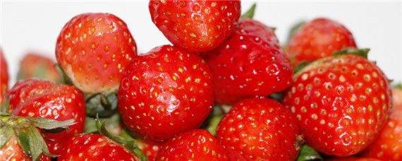 草莓天仙醉的缺点 天仙醉草莓果产量高吗