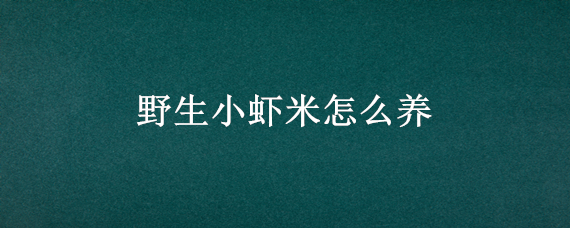 野生小虾米怎么养 小虾米如何养