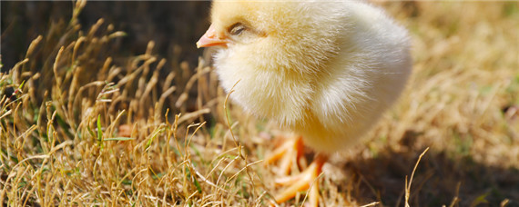 孵化机刚孵出的小鸡怎样喂养（孵化机孵小鸡要注意什么）