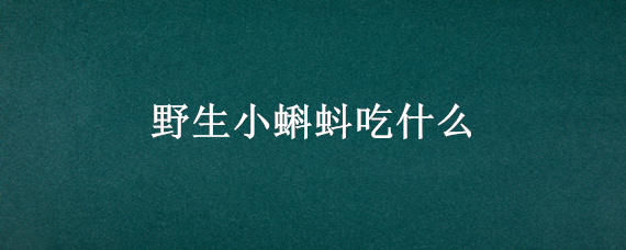 野生小蝌蚪吃什么 野生蝌蚪吃啥