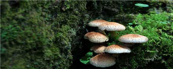 种植蘑菇技术（种植蘑菇技术哪里免费学）