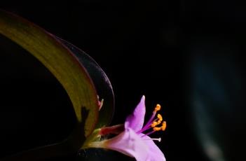 紫叶鸭跖草