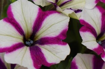 碧冬茄（碧冬茄的寓意和象征）