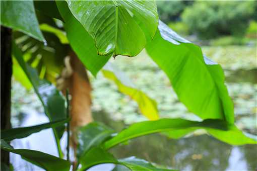 芭蕉的功效与作用是什么（芭蕉的功效与作用是什么呢）