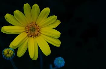 情人菊 情人菊怎么养