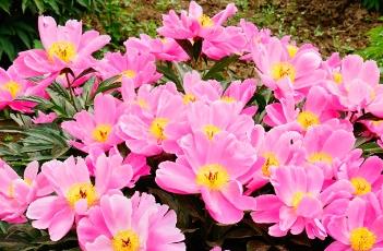 芍药_证类本草（芍药 本草）