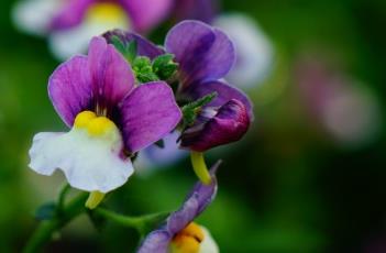 芳香龙面花（芳香龙面花多年生）