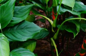 广东万年青 广东万年青