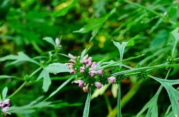 益母草_本草新编