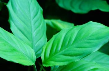 广东万年青(广东万年青叶子发黄是什么原因)