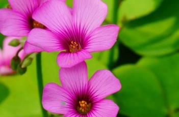 红花酢浆草 红花酢浆草可以吃吗